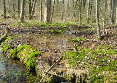 Bio­top­ver­net­zung in den Auen am Ober­lauf der Hase bei Wellingholzhausen