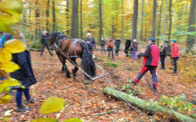 Pfer­de­star­ke Vor­füh­rung im Bör­s­te­ler Wald am 02.11.2021